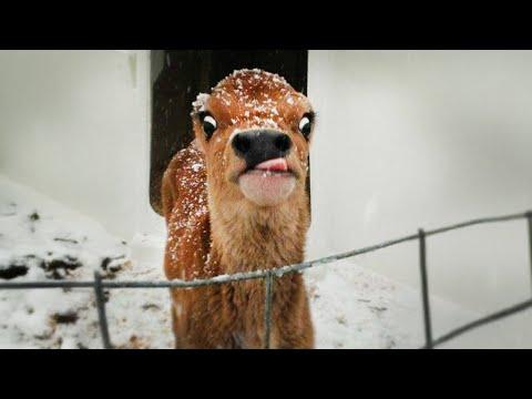 1M+ LAUGHS are waiting in this Funniest Animals video of May #Video