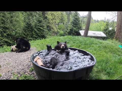 Black Bear Takoda Takes A Splashy Bath