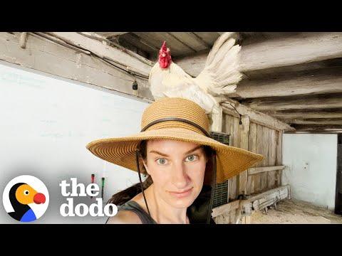 Clingy Rooster Jumps On Parent's Heads And Follows Them Around #Video