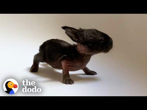 This Is The Tiniest Baby Bunny In The World Video