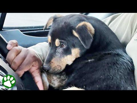 Kind man picks up abandoned puppy in desert #Video