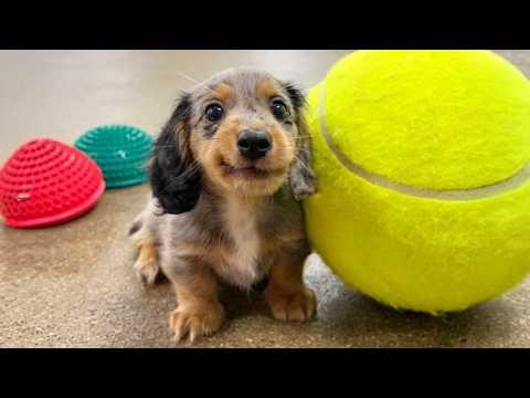 30 Minutes of the World's CUTEST Puppies! #Video