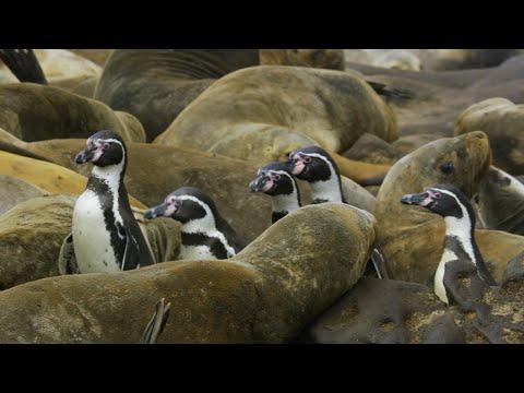 Penguins Crowd Surf Over Hundreds of Sea Lions | 4K UHD  #Video