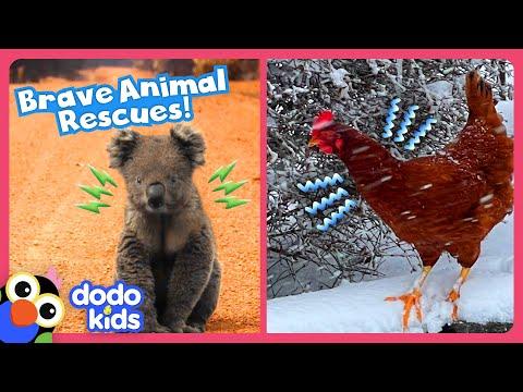 Unlikely Heroes Save Animals From Snow and Fire! | Dodo Kids #Video