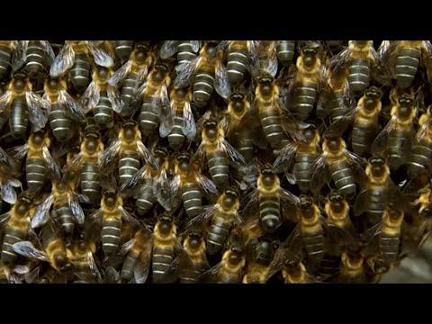 Massive Bee Colony Buzzing In Sync To Scare Off Predators | BBC Earth