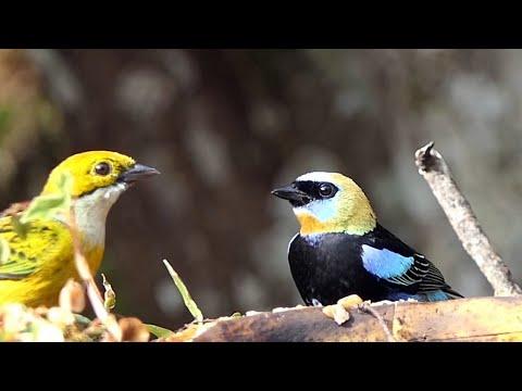 Birds of Costa Rica Video: Wilson Botanical Gardens in San Vito