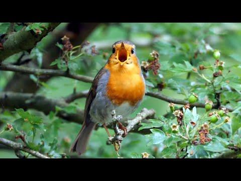 SINGING BIRDS #Video