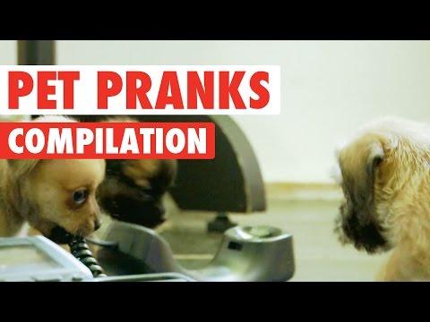 Pet Pranks || Funny Pet Compilation
