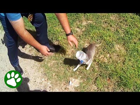 Police Officers Chase After Cat Jumping Around with a Bucket on Its Head