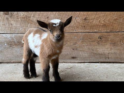 2 minutes of hoppy baby goats! #Video