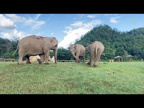 Heartwarming Footage Elephant Guiding Her Blind Friend To Explore Their Home - ElephantNews #Video