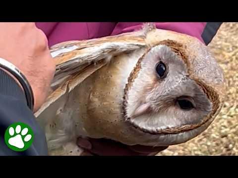 Terrified Owl Dangles From Kite Line Until Help Arrives #Video
