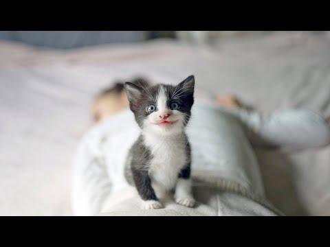 Most Adorable Meow Ever While Kitten Stands On Top Of Me #Video
