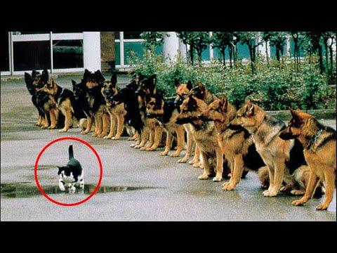 When a Dog Takes Their Duty of Protecting the Cat to a Whole New Level! #Video