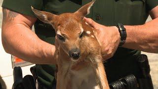This Baby Deer Was Found All By Itself | North Woods Law