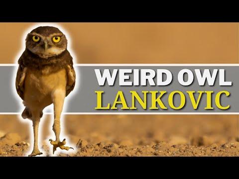 The Very Strange and Unusual Burrowing Owl #Video