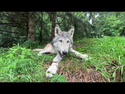 Gray Wolf Pup Finds Perfect Stick #Video