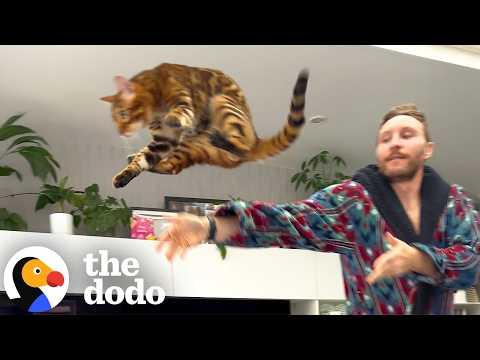 Guy Baby Proofs His House Because Of His 'Lunatic' Cats  #Video