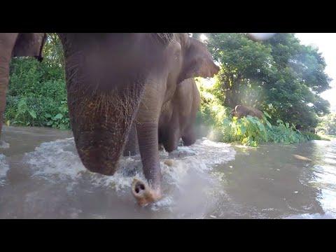 Close Up With Big Herd Of Elephants - ElephantNews #Video
