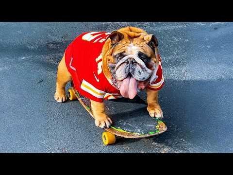 This Bulldog Fell in Love With a Skateboard and Now He Can't Stop #Video