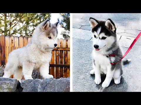 Funny And SOO Cute Husky Puppies Compilation #8 - Cutest Husky Puppy #Video
