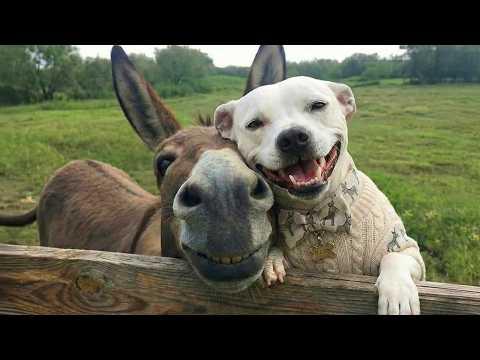 Funny Dogs and Animals Become An Old Couple #Video