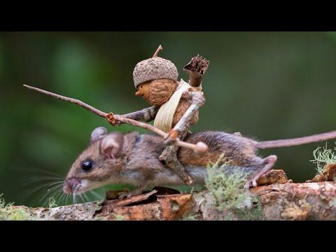 How I Took This Picture - Mouse Rider