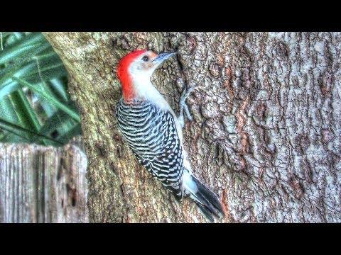 Red Bellied Woodpecker Couple Foraging and Calling