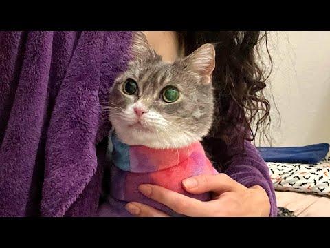 Woman thought her cat didn't have much time. Then this happened. #Video