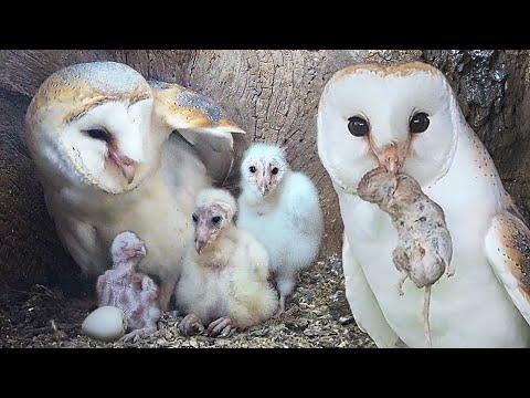 Barn Owl Dad Learns on the Job | Gylfie and Dryer | Robert E Fuller #Video