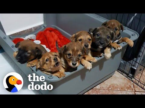 Puppies Found In A Dumpster, Watch The Runt Turn Into The Loudest Of The Bunch #Video