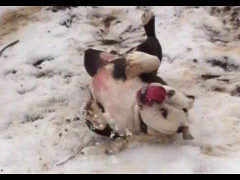 Snow Sledding Victorian Bulldog