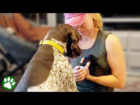Kindhearted dog adopts orphan kitten #Video