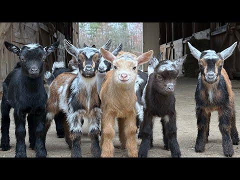 Slow Motion flying goat kids! #Video