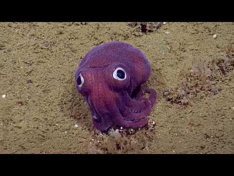 I Thought The Ocean Was Boring Until I Saw These Tiny Sea Animals! #Video