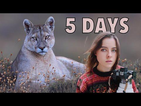 WALKING WITH WILD PUMAS: 5 Days Tracking Pumas in Patagonia #Video