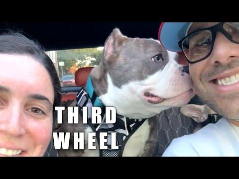 We adopted a dog. Now I'm third wheel. #Video