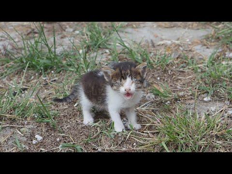 Blind And Sick Kitten Was Crying For Help - See Her Now! #Video