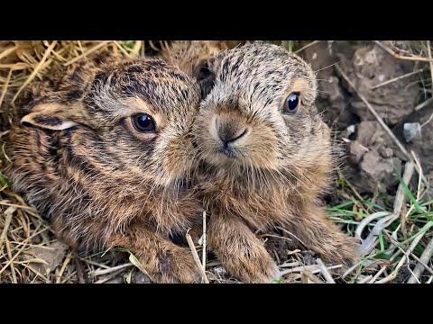 Adorable Baby Hares Wait for Mum | Discover Wildlife | Robert E Fuller #Video