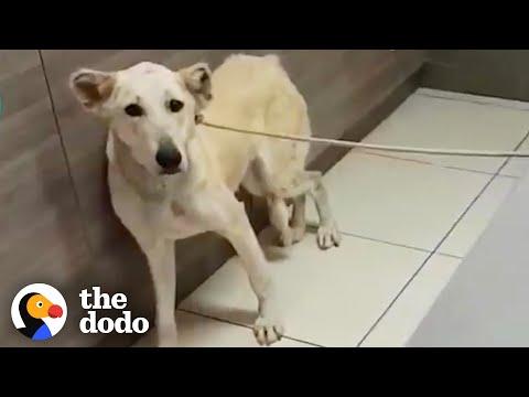 Dog Abandoned At The Vet Gets A Dad Who Deserves Her Video