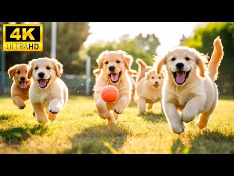 Baby Animals 4K (60FPS) - A Peek Into The Adorable Lives Of Baby Animals With Relaxing Music #Video