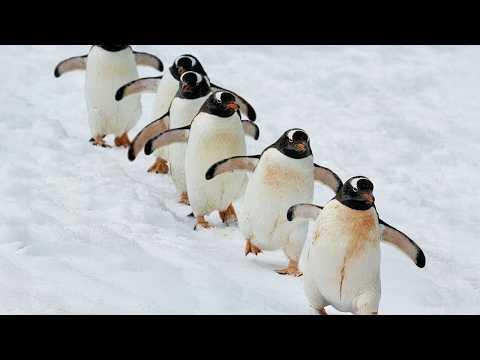 Penguins Are Too Cute To Be This Funny! | Best of Funny Penguin Moments