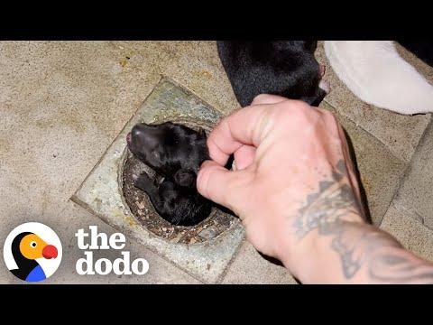 Woman Takes Care Of Eight Puppies In An Abandoned House #Video