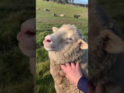 The cutest sheep video ever - Babybelle