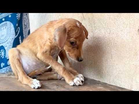 Lonely dog's 96-hour journey to be with friend #Video