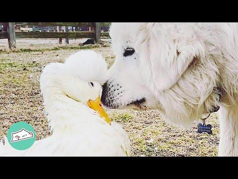 Blind Duckling Was Ignored by Siblings but Find Unlikely Friends #Video
