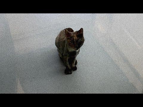 What happened when I took this scared shelter cat home #Video