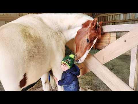 This Giant Horse is Excited to Meet His New Little Friend #Video