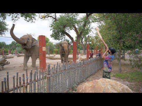 Elephants joyfully react to didgeridoo performance - ABQ BioPark Zoo #Video