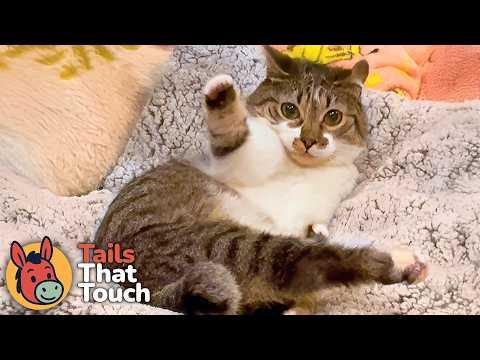 Footless Cat Runs in Circles Whenever He Doesn't Get His Way #Video